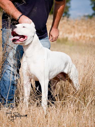 Dogo Argentino