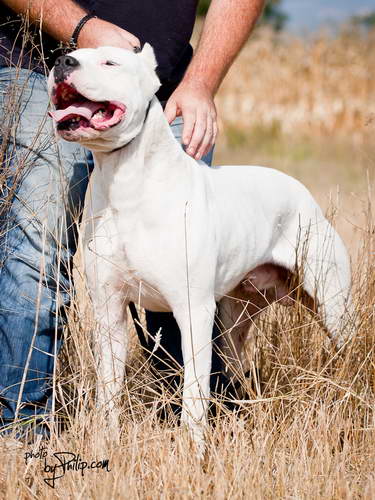Dogo Argentino