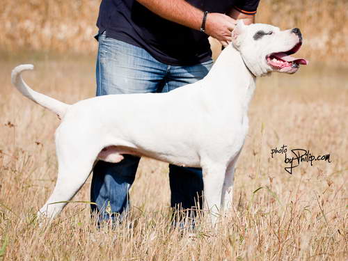 Dogo Argentino