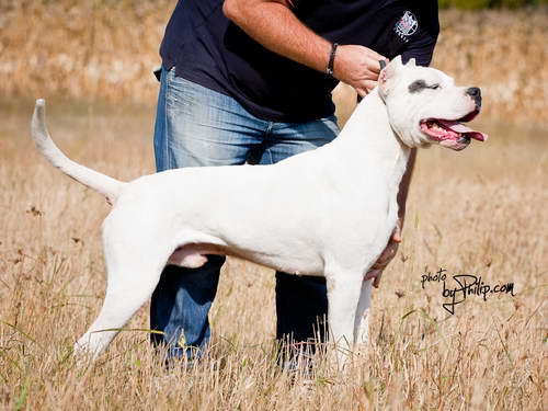 Dogo Argentino