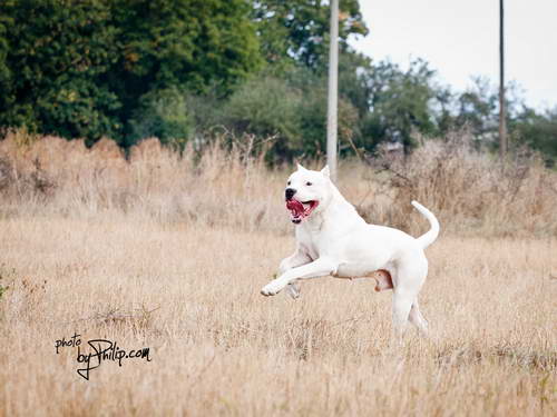 Dogo Argentino