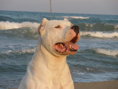 Dogo Argentino