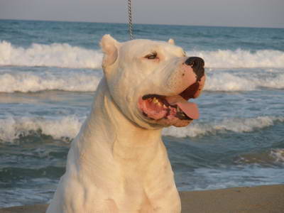 Dogo Argentino