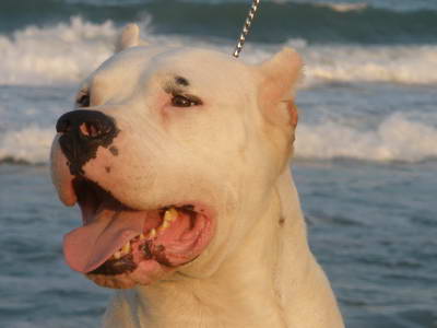 Dogo Argentino