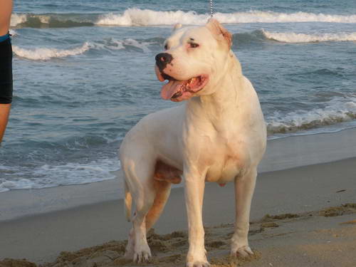 Dogo Argentino