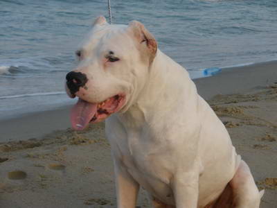 Dogo Argentino