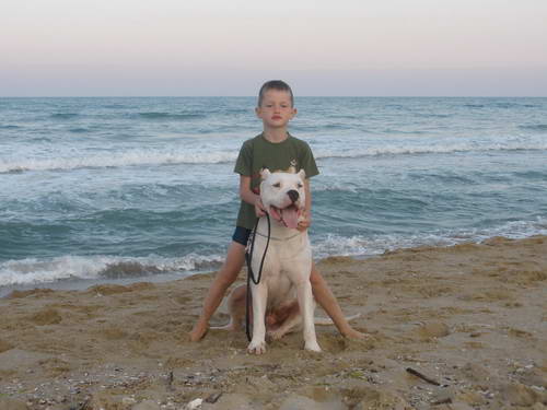 Dogo Argentino