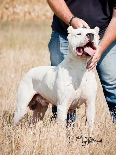 Dogo Argentino