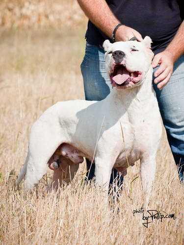 Dogo Argentino