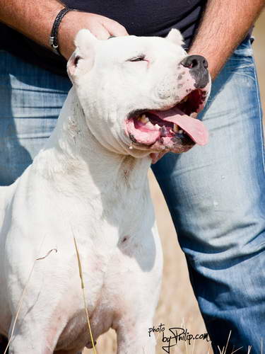 Dogo Argentino