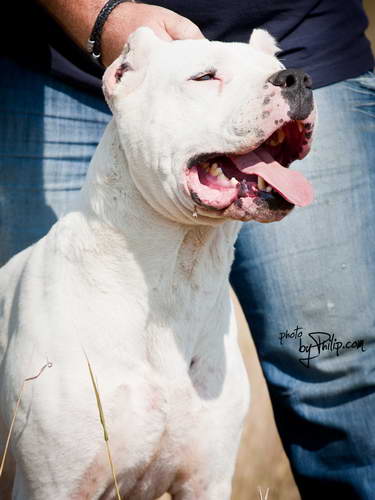 Dogo Argentino