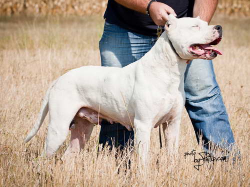 Dogo Argentino