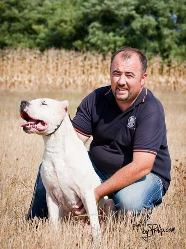 Dogo Argentino