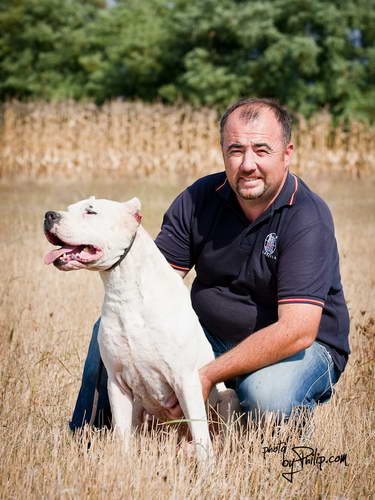 Dogo Argentino