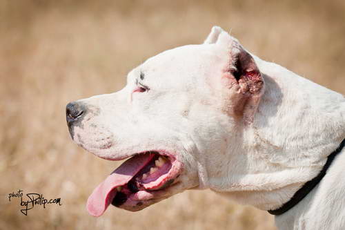 Dogo Argentino