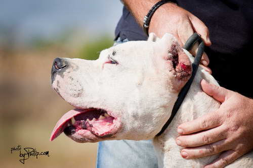 Dogo Argentino