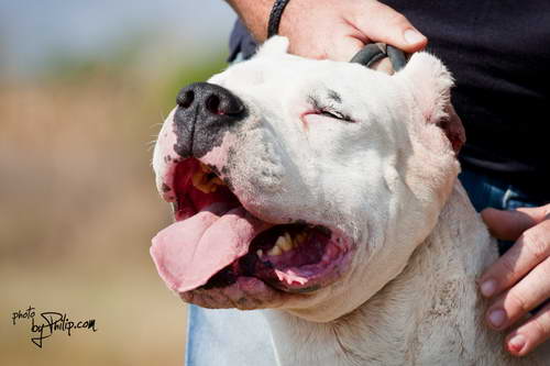 Dogo Argentino