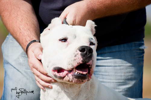 Dogo Argentino