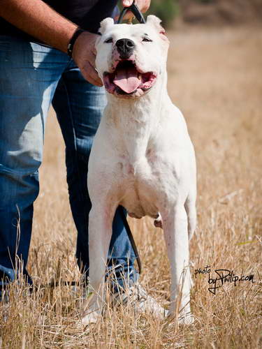 Dogo Argentino