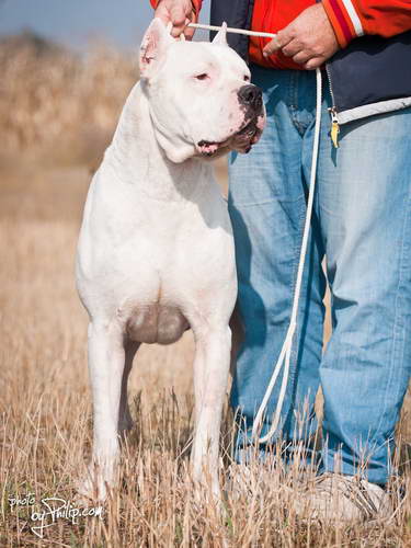 Dogo Argentino