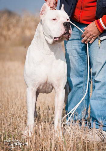 Dogo Argentino