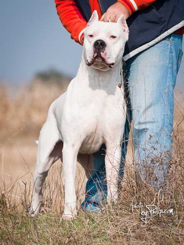 Dogo Argentino