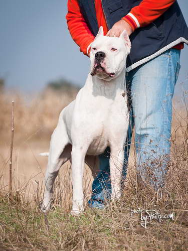 Dogo Argentino