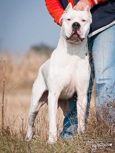 Dogo Argentino