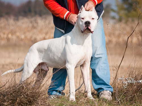 Dogo Argentino