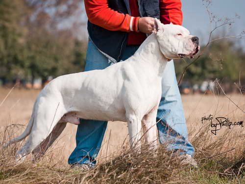 Dogo Argentino
