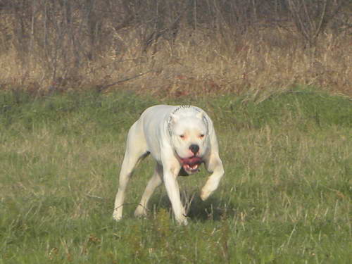 Dogo Argentino
