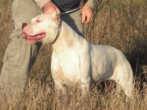 Dogo Argentino