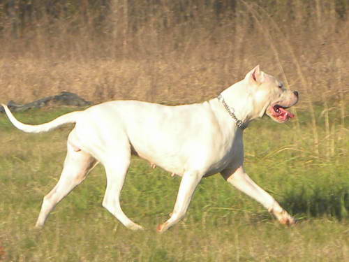Dogo Argentino
