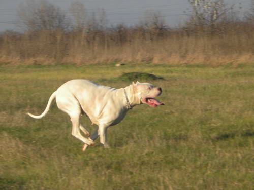 Dogo Argentino