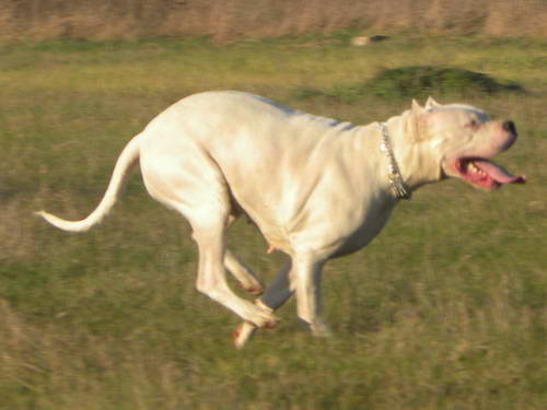 Dogo Argentino