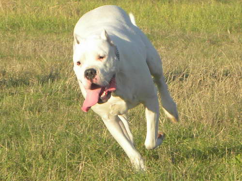 Dogo Argentino