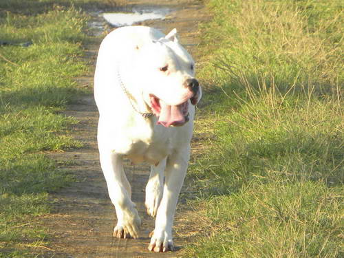 Dogo Argentino