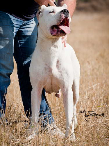 Dogo Argentino